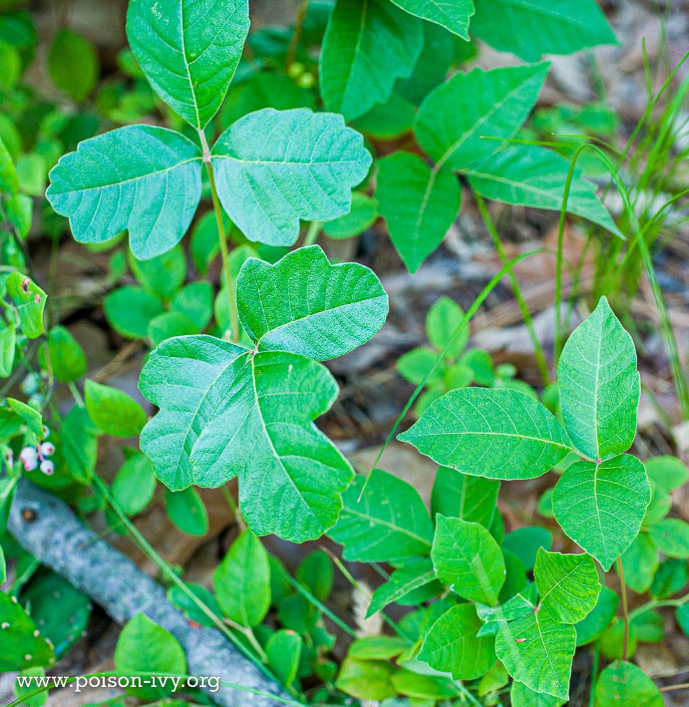 Atlantic poison oak with possible poison ivy