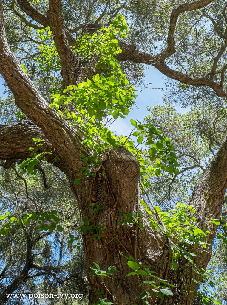Pacific poison oak climbing tree