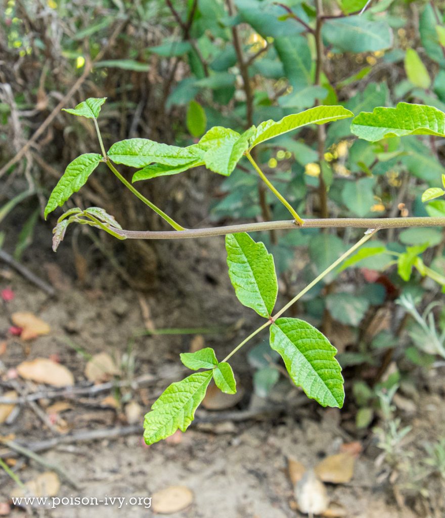 Pacific poison oak with extra leaf