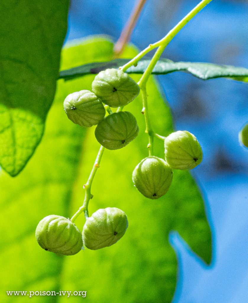 Pacific poison oak green berries