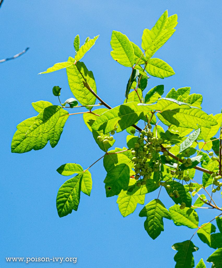 pacific poison oak leaves and berries