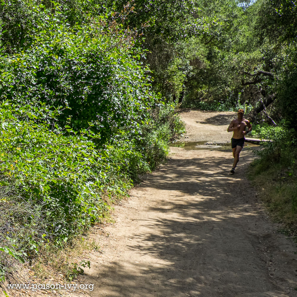 California runner near poison oak