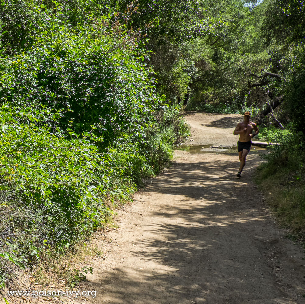California Poison Oak 21 California runner near poison oak