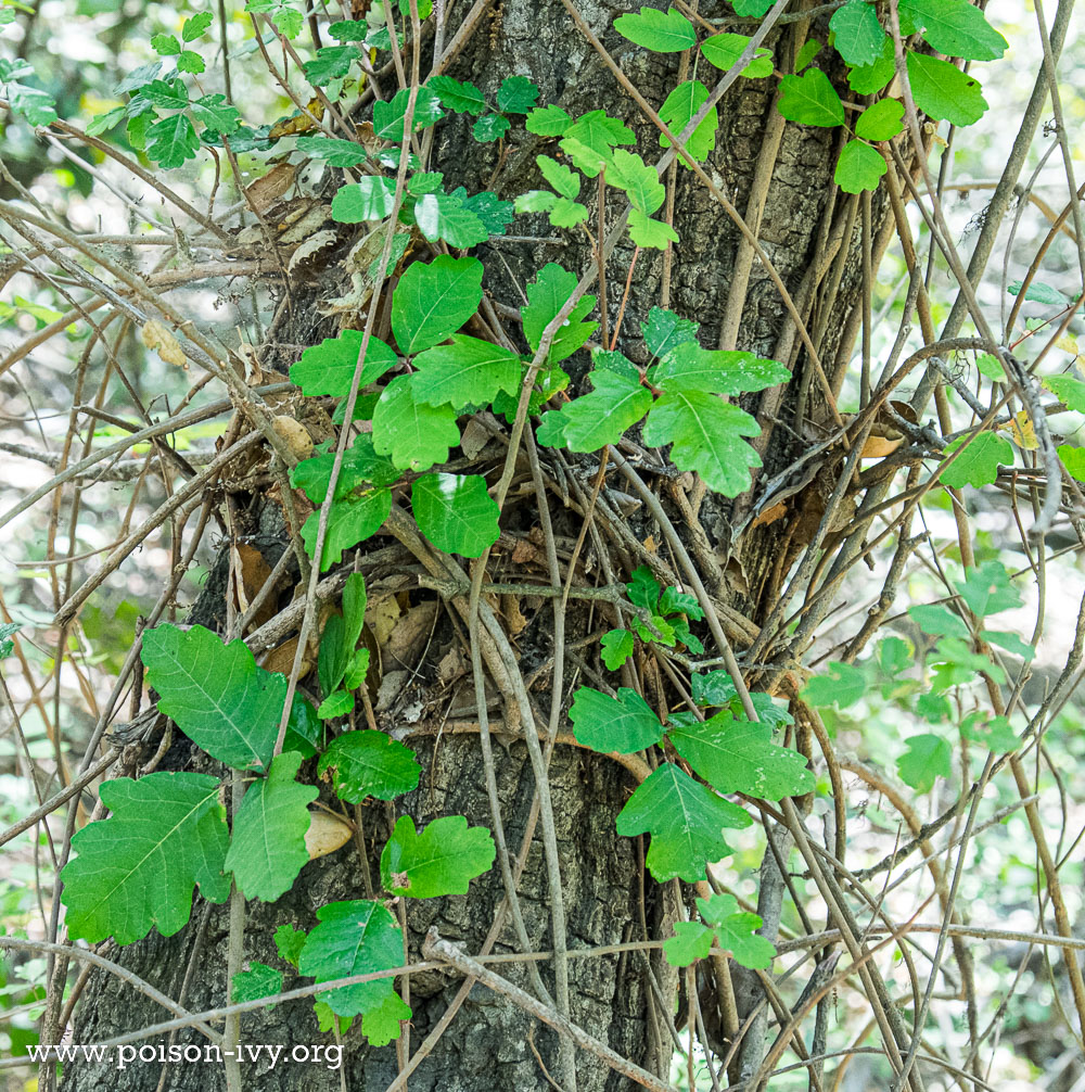 climbing pacific poison oak vine