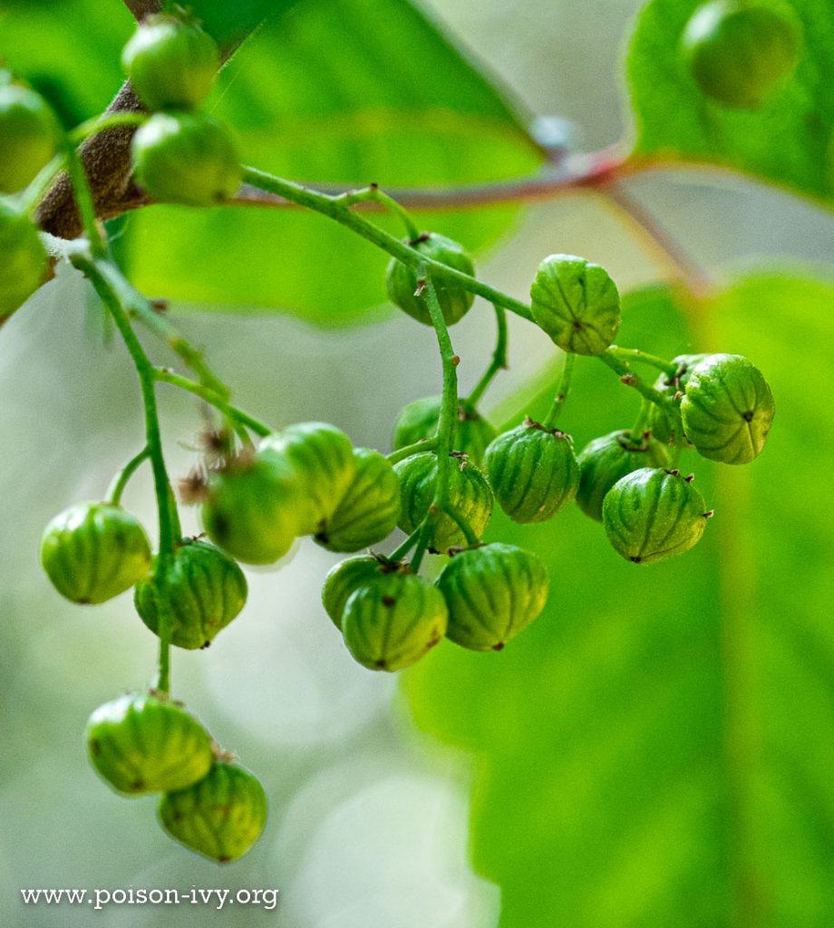 pacific poison green berries
