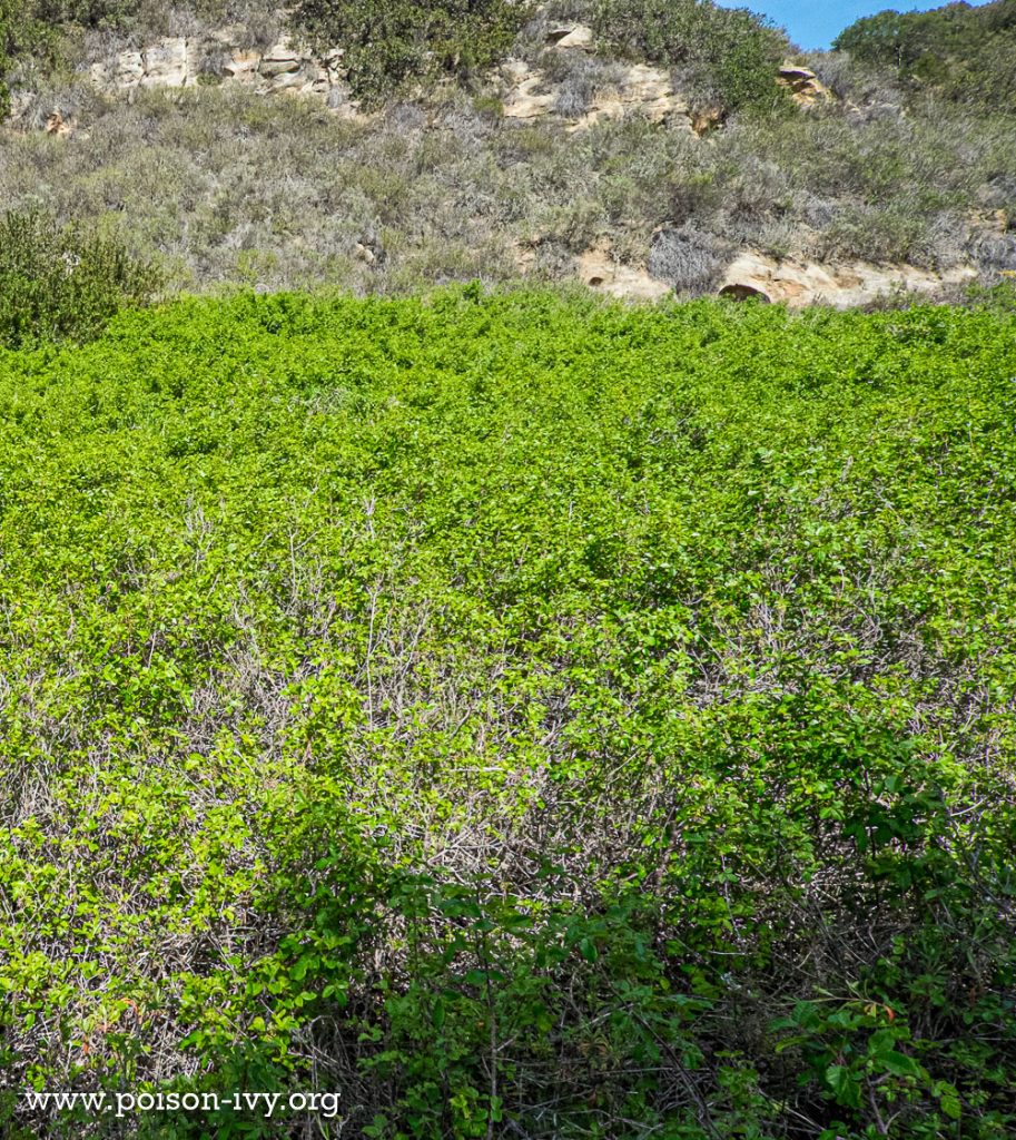 extensive hedge of pacific poison oak