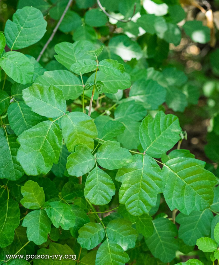 pacific poison oak broad leaves