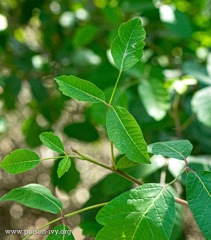 California Poison Oak 5 pacific poison oak narrow leaves
