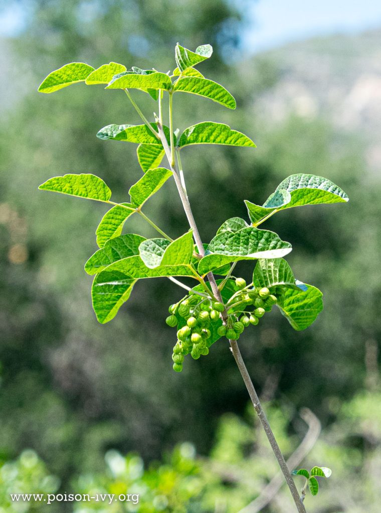 pacific poison oak stalk with berries