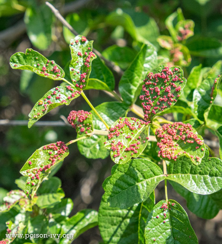 diseased pacific poison oak