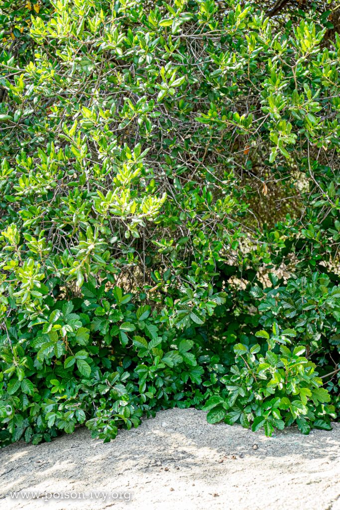 pacific poison oak growing in shade