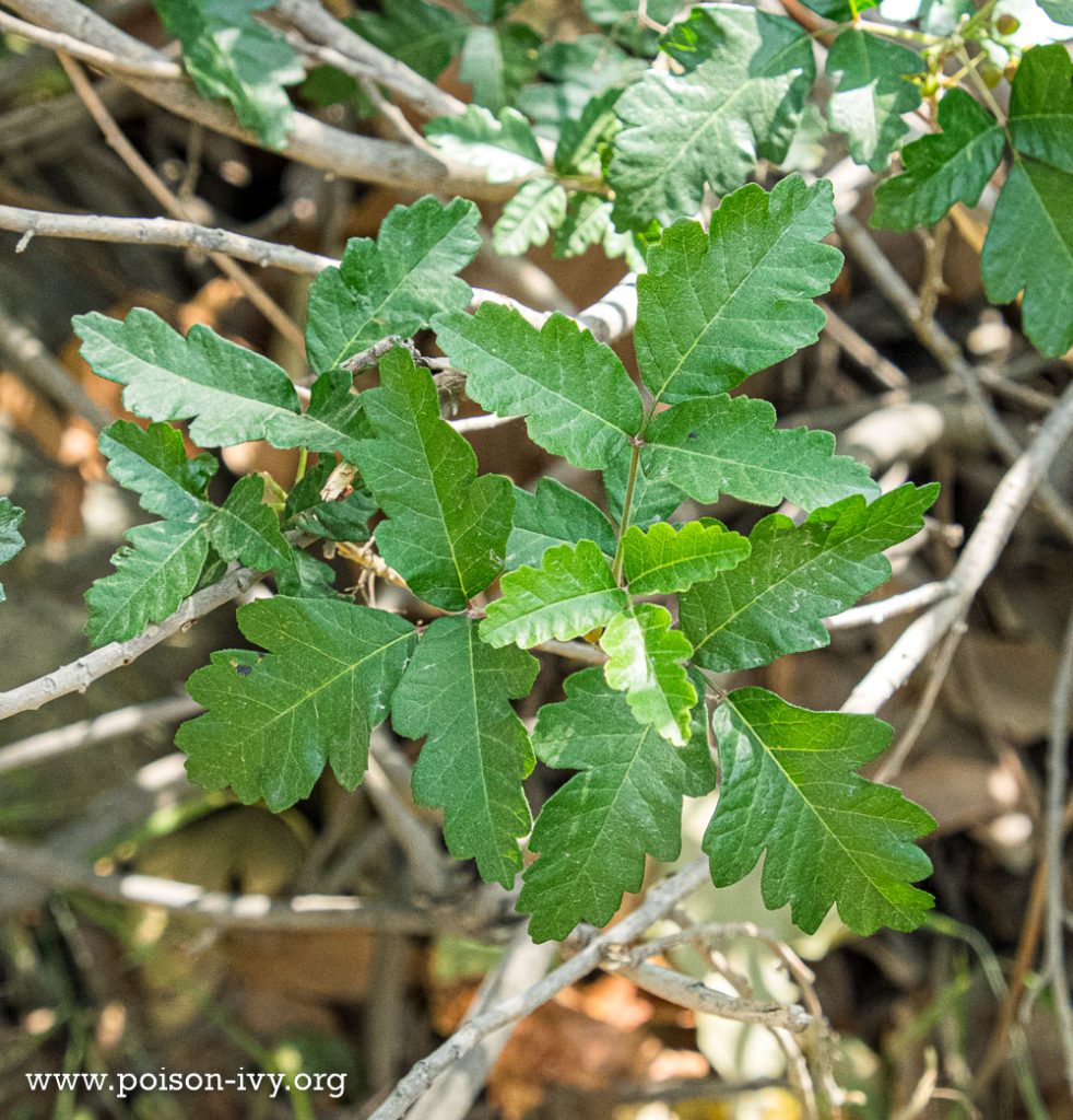 pacific poison oak leaves