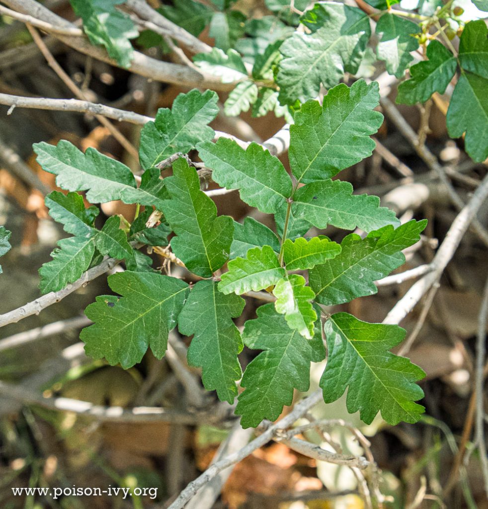 California Poison Oak 3 pacific poison oak leaves