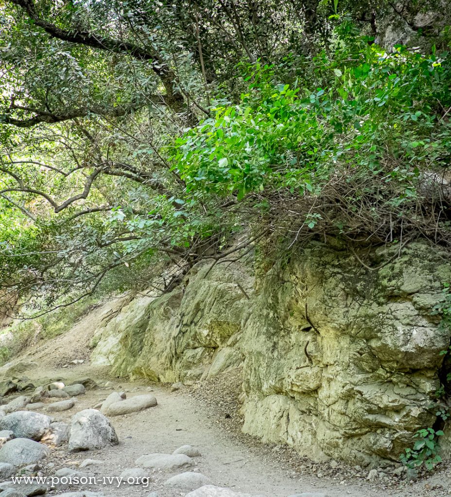 trailside poison oak