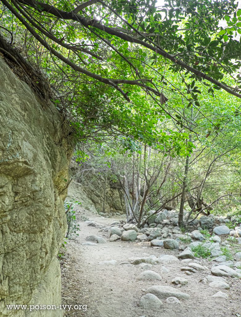 pacific poison oak over a trail