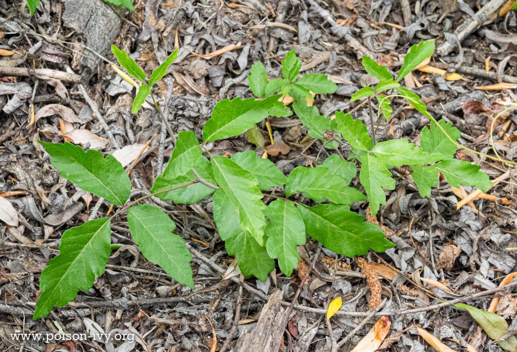 pacific poison oak ground vine