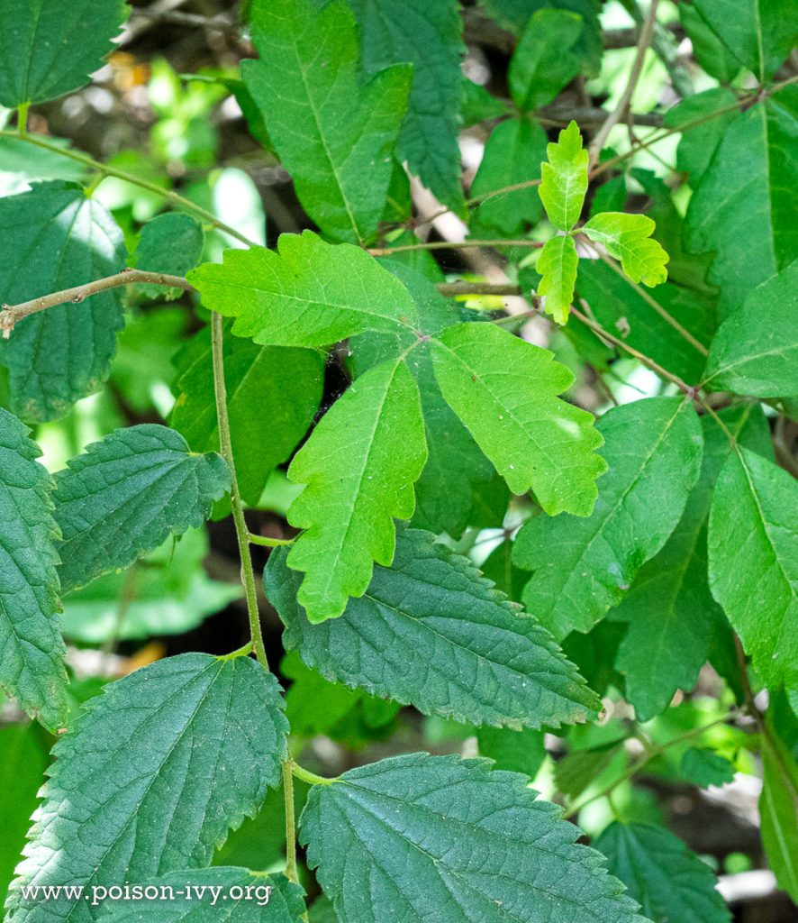 pacific poison oak leaves with other leaves