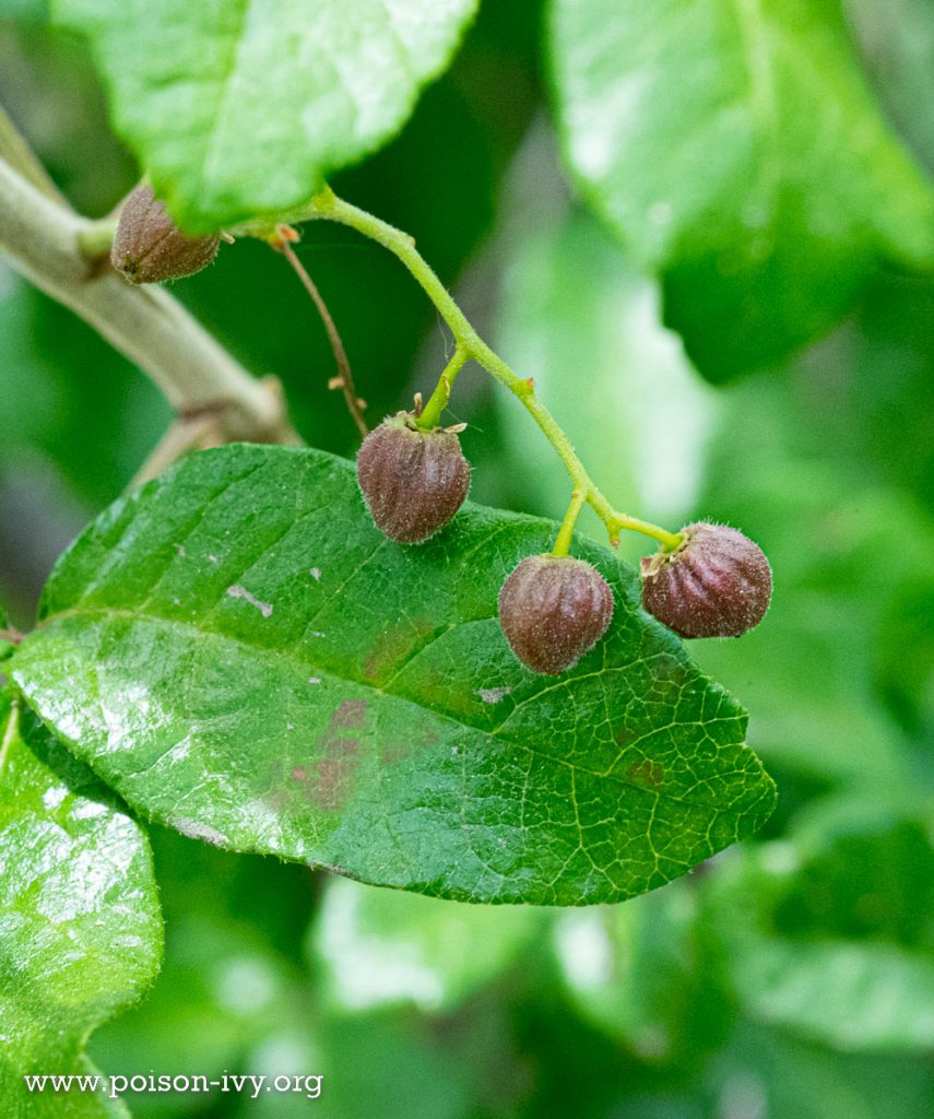 pacific poison red berries