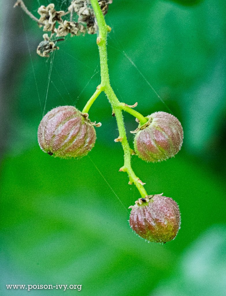 pacific poison reddish berries