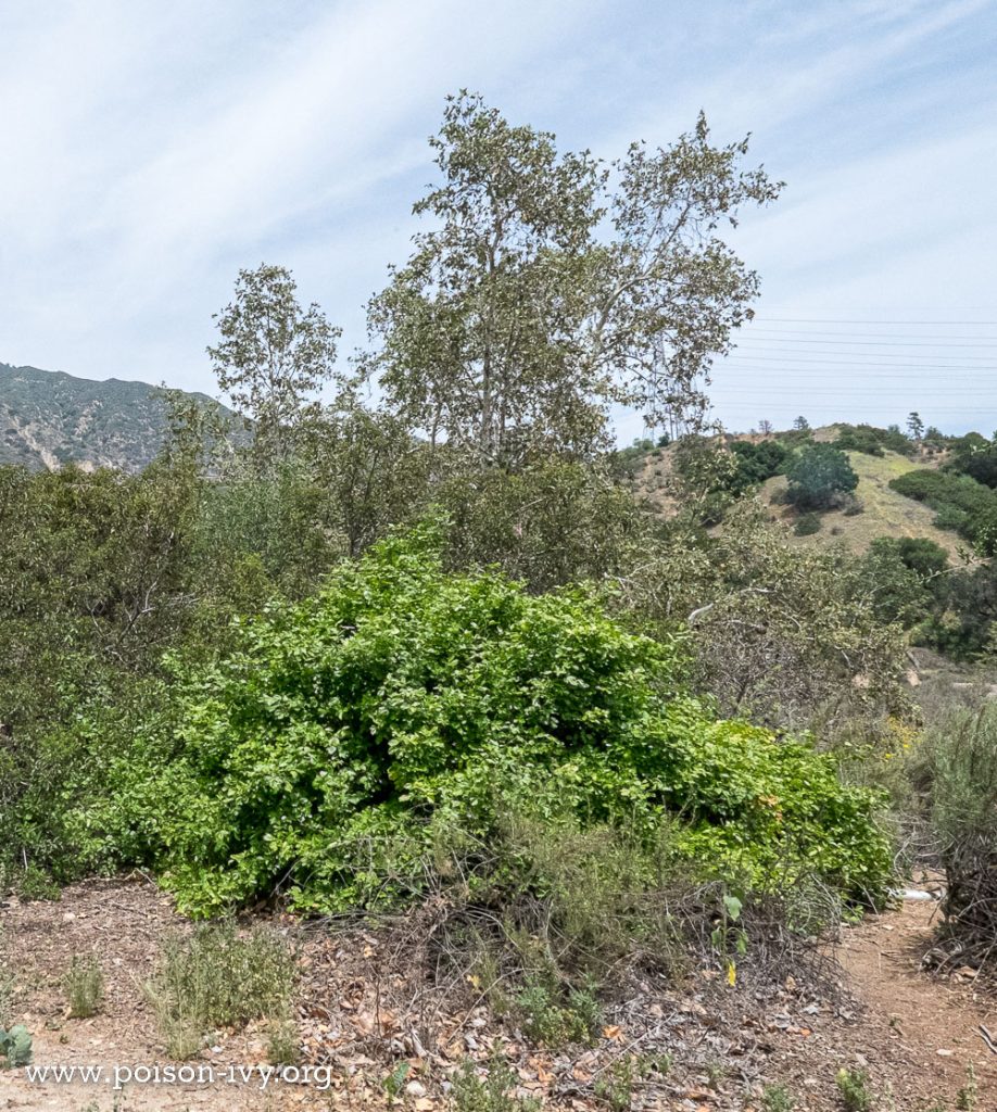 pacific poison oak shrub