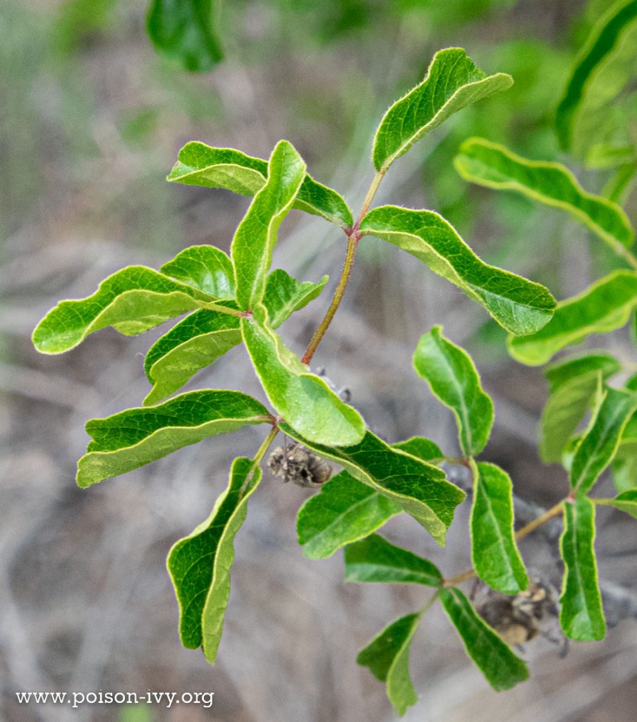 narrow curled pacific poison oak leaves