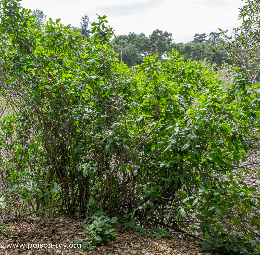 pacific poison oak shrub
