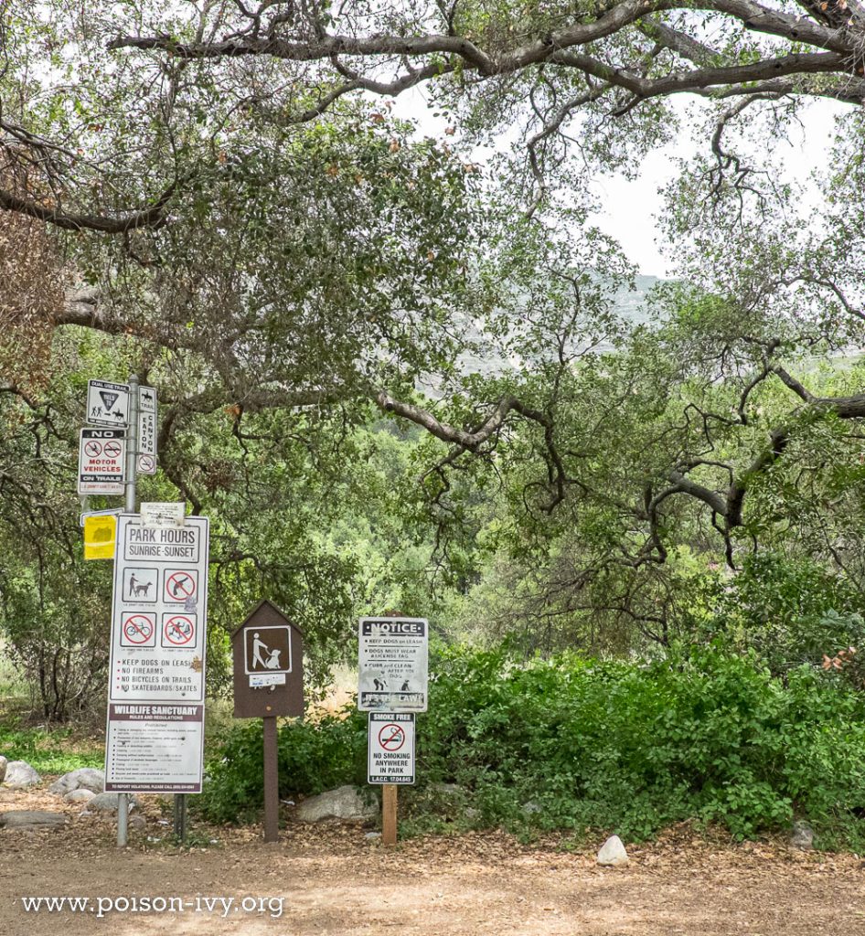 pacific poison oak by park entrance