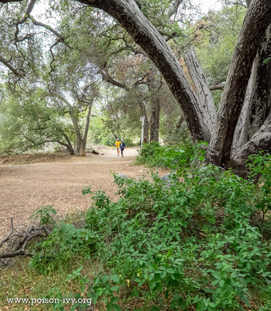 poison oak lurking in California park