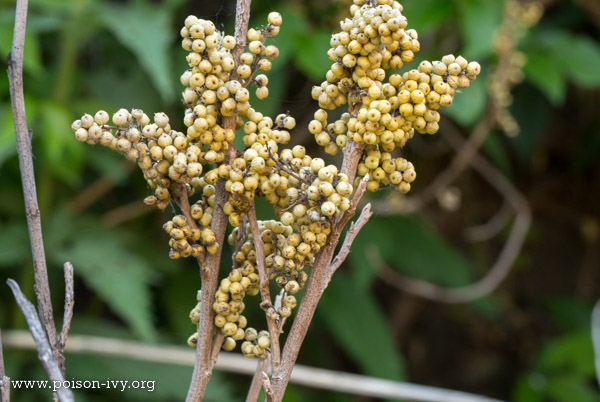 poison ivy berries