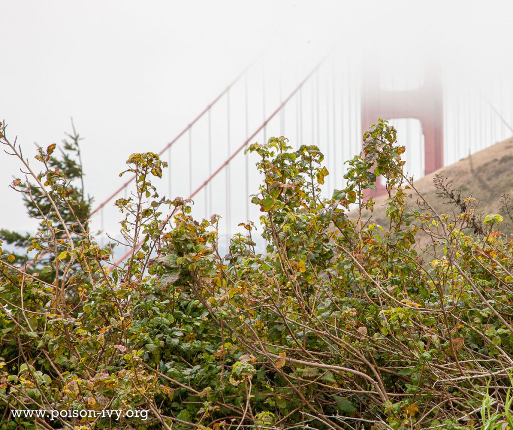 pacific poison oak by Golden Gate bridge