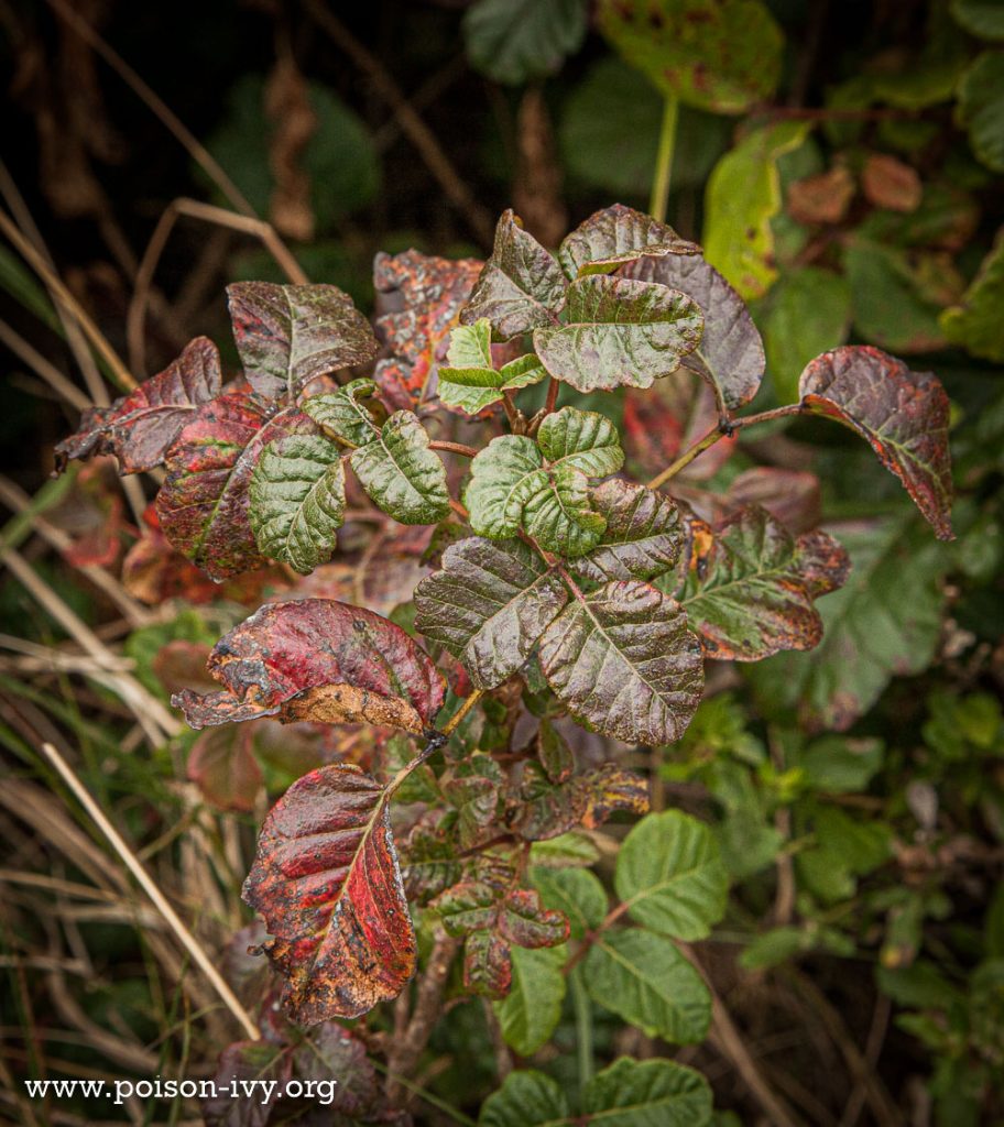 pacific poison oak curly near ocean