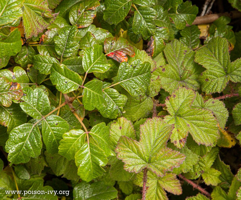 pacific poison oak next to thorny vine