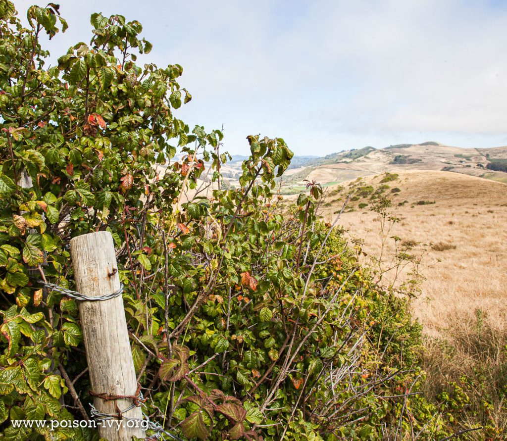 pacific poison oak on dry hillside