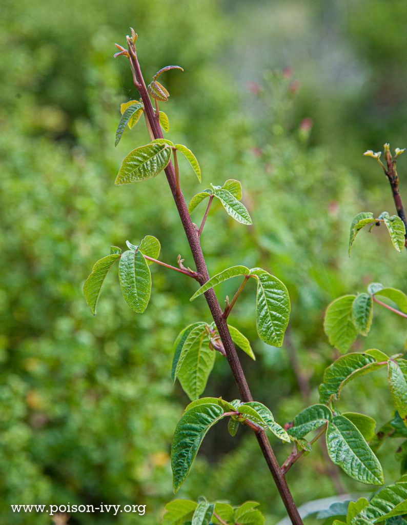 California Poison Oak 7 pacific poison oak stalk