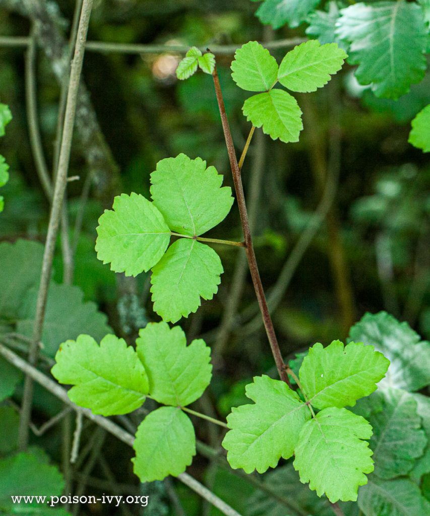 pacific poison oak leaves