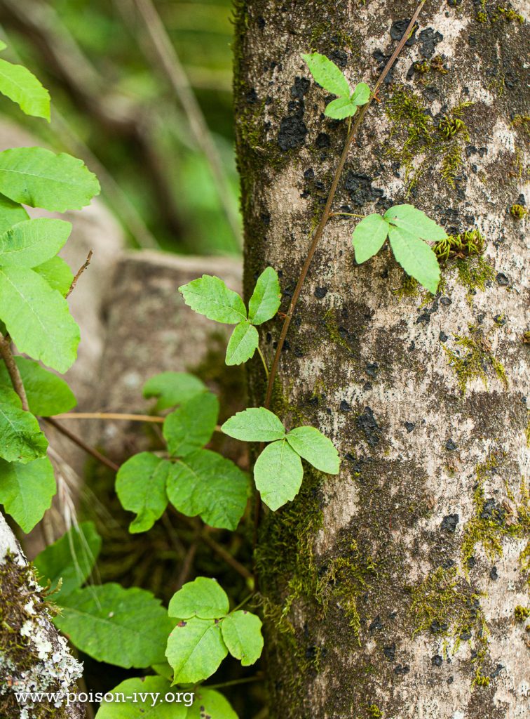 pacific poison oak climbing tree