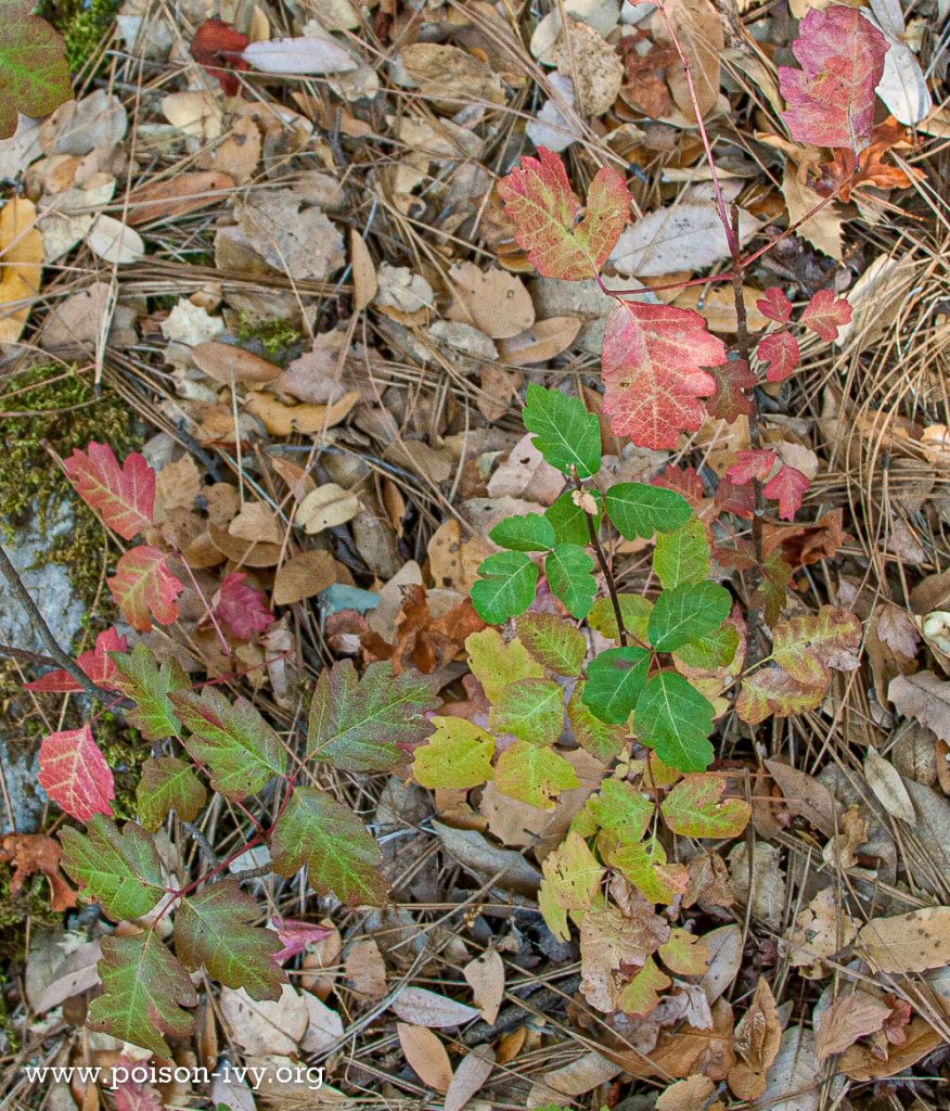 pacific poison oak leaves in fall