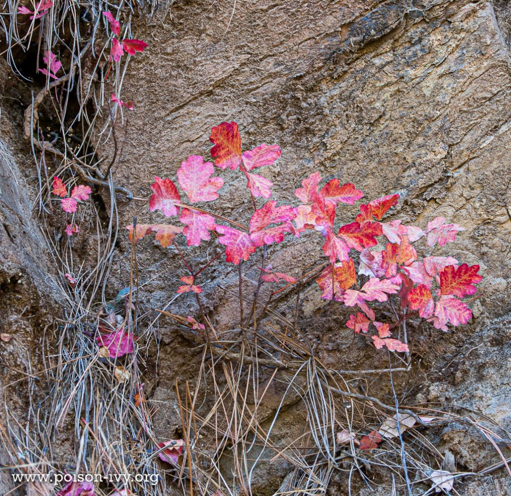 pacific poison oak leaves in fall
