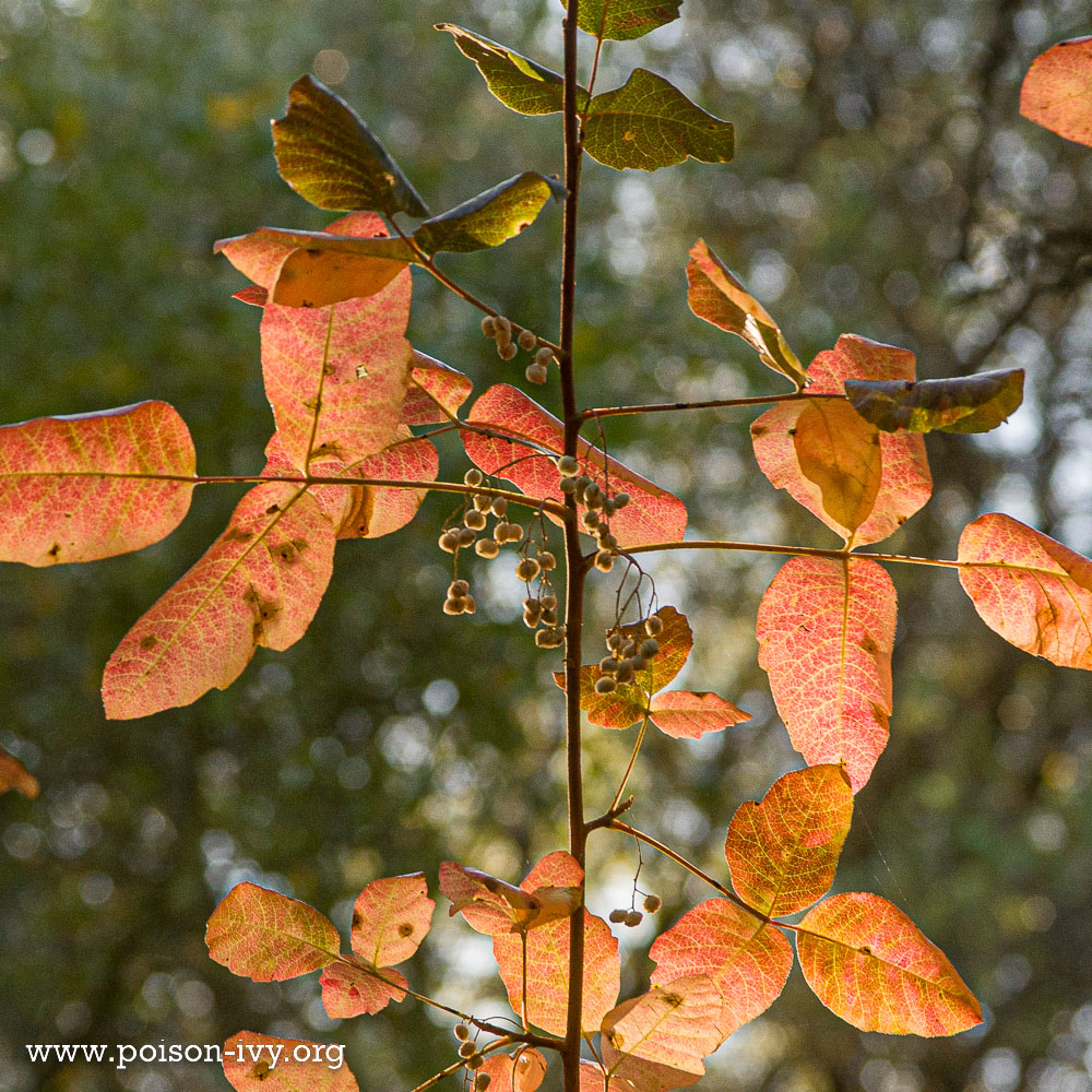 pacific poison oak leaves and berries