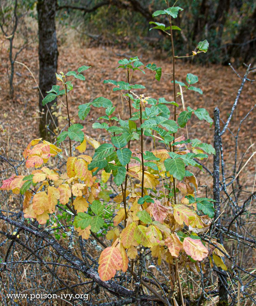 stalks of pacific poison oak