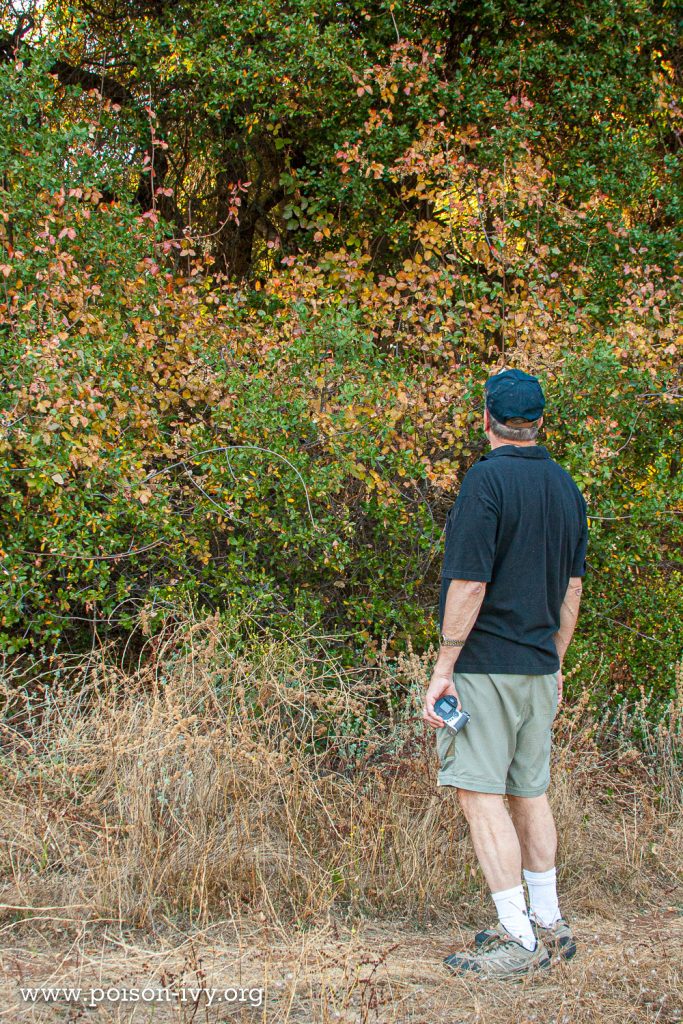 observing large growth of poison oak