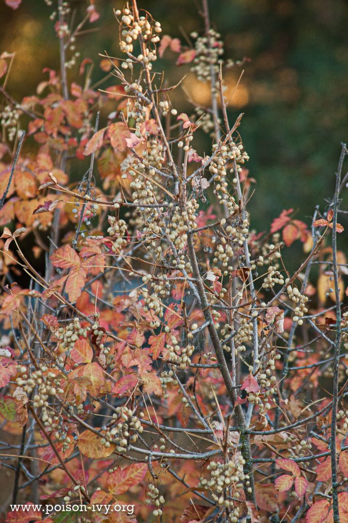 pacific poison oak leaves and berries