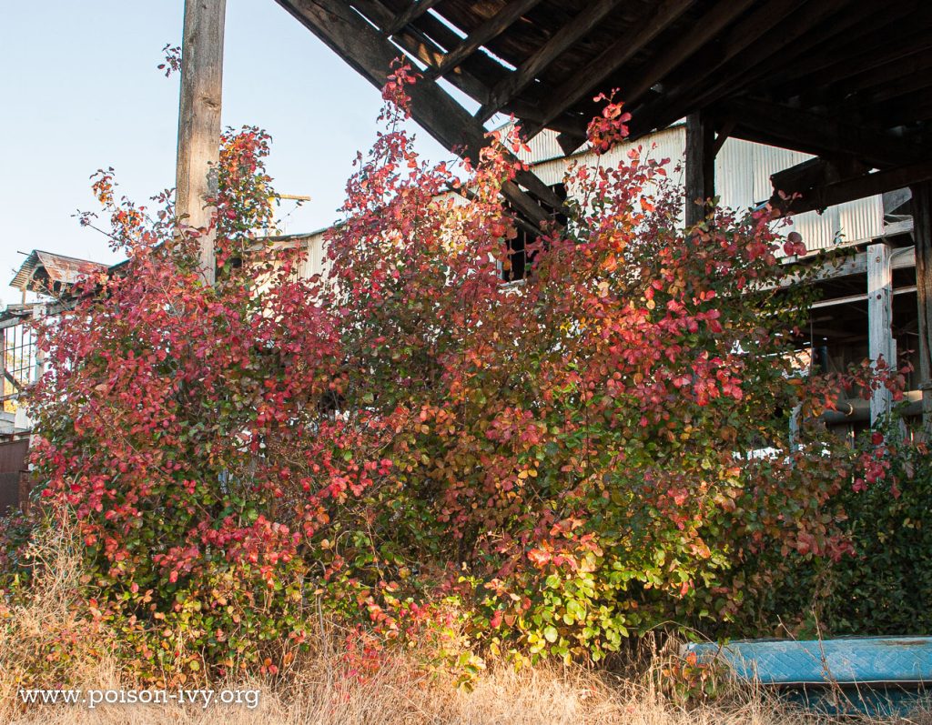 pacific poison oak large shrub