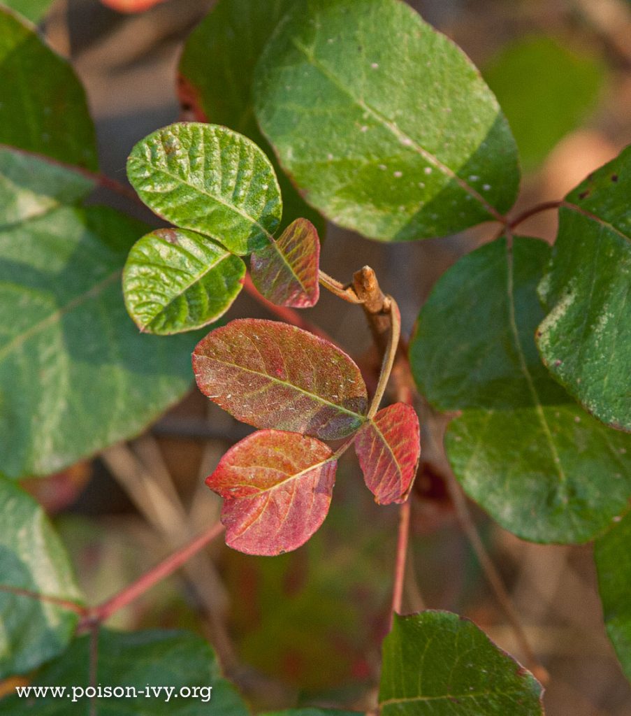 pacific poison oak leaves in red and green