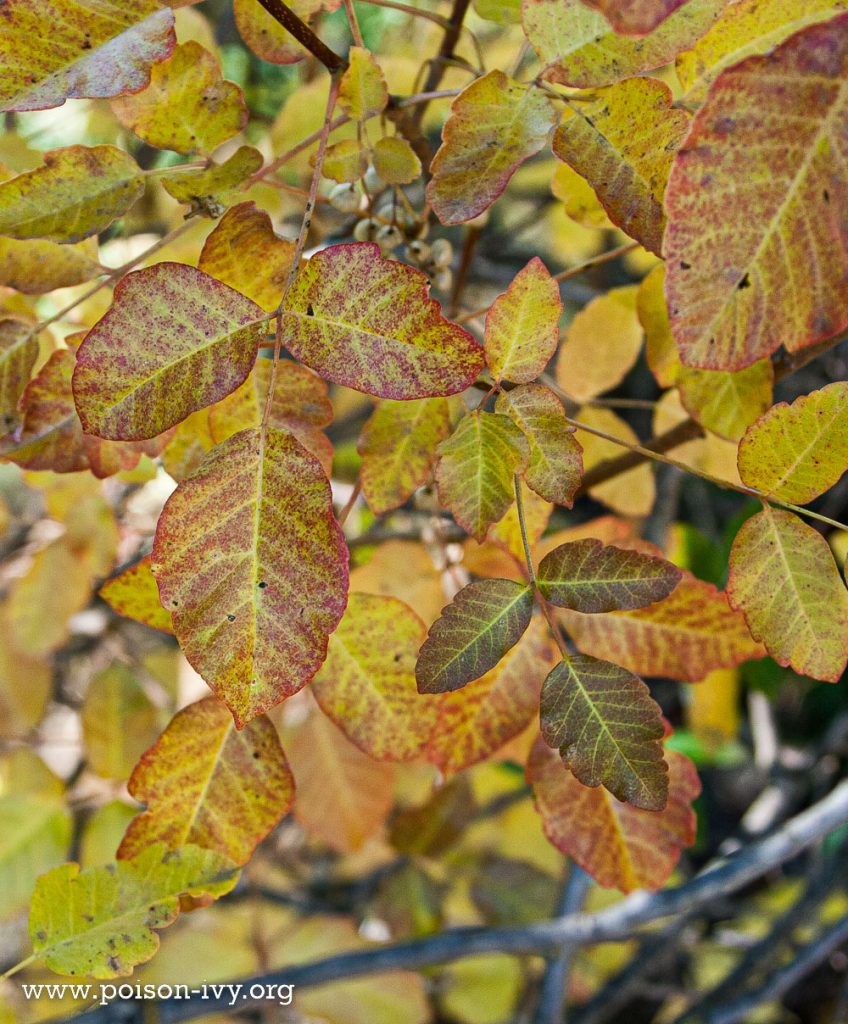 pacific poison oak leaves in fall