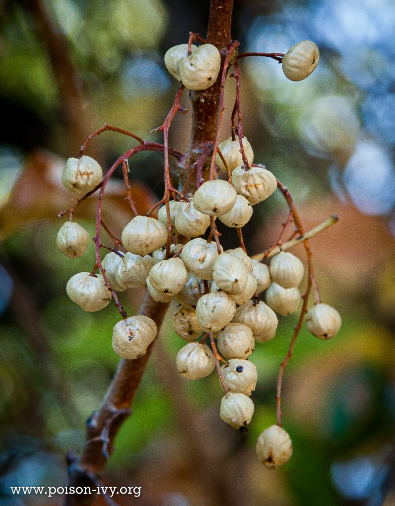 pacific poison oak berries