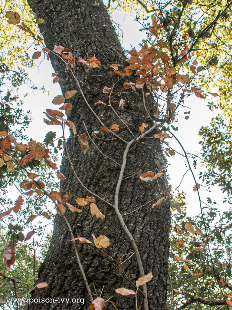 pacific poison oak climbing tree