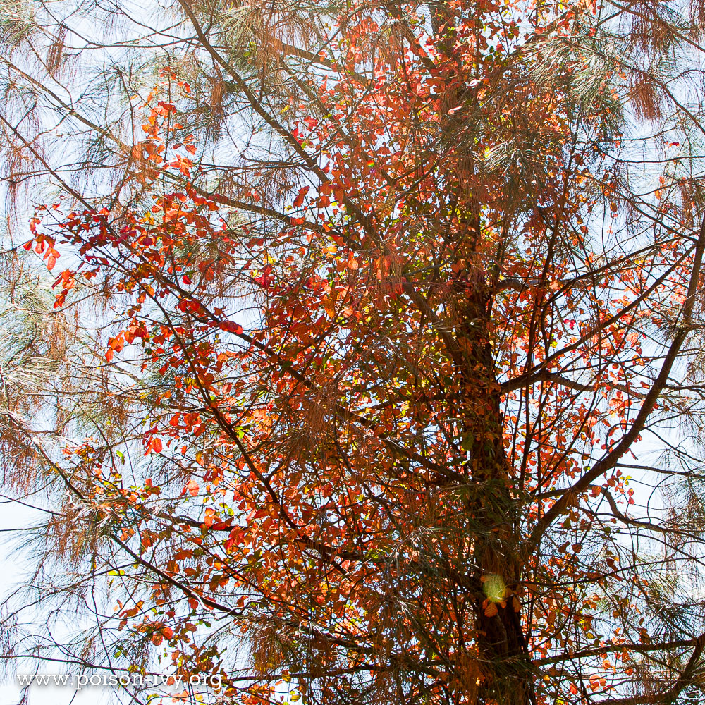 pacific poison oak climbing tree