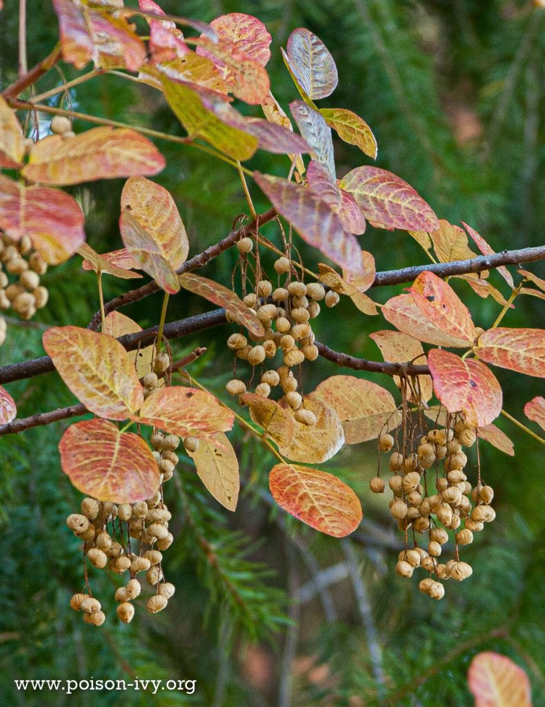 pacific poison oak with berries