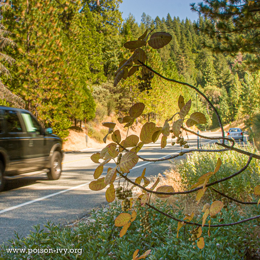 California Poison Oak 19 roadside pacific poison oak
